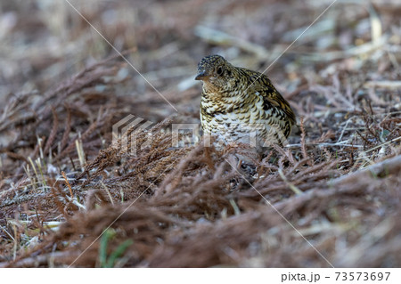 トラツグミ 73573697