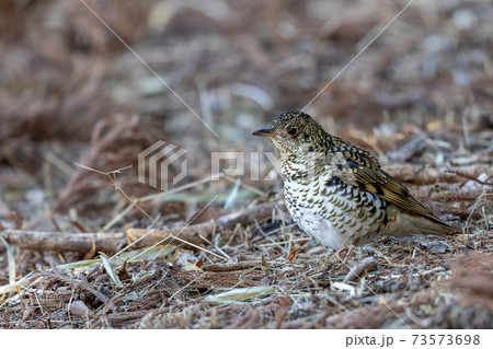 トラツグミ トラツグミ 73573698