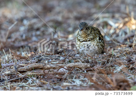 トラツグミ トラツグミ 73573699