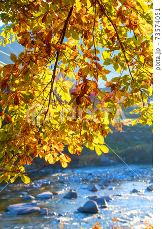 矢瀬親水公園　紅葉　秋の景色　利根川沿い　　　 73574051