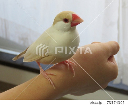 クリーム文鳥の写真素材 [73574305] - PIXTA