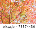 色とりどりの紅葉 73574430