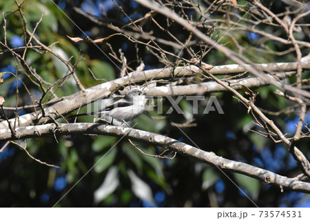 佐倉城址公園の野鳥　エナガ　千葉県佐倉市 73574531