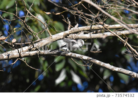 佐倉城址公園の野鳥 エナガ 千葉県佐倉市 佐倉城址公園の野鳥 エナガ 千葉県佐倉市 73574532