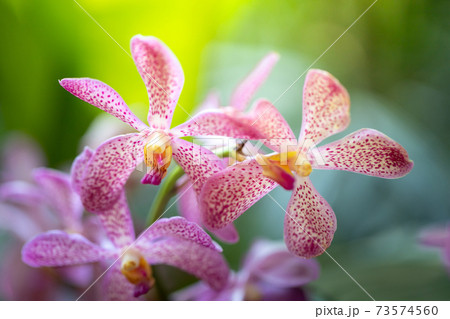 Beautiful blooming orchids in forest 73574560