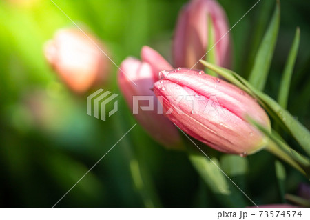 Beautiful bouquet of tulips. colorful tulips. nature background 73574574