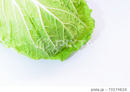 新鮮な冬の野菜 白菜 新鮮な冬の野菜 白菜 73574620