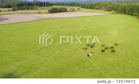 牧場 馬の群れ 空撮 牧場 馬の群れ 空撮 73574672