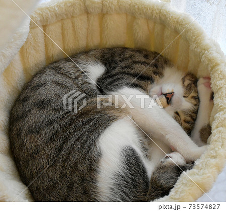 アンモニャイト 生後6か月 サバトラの仔猫 ニャンモック アンモニャイト 生後6か月 サバトラの仔猫 ニャンモック 73574827