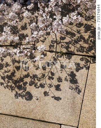 石垣に落ちる桜の影 石垣に落ちる桜の影 73574844