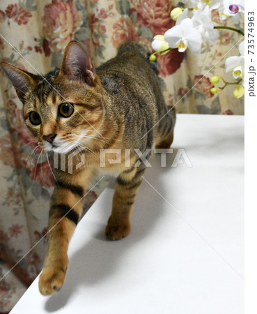 キジトラの仔猫 生後6か月 リビングをパトロール中 キジトラの仔猫 生後6か月 リビングをパトロール中 73574963