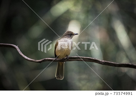 Ayeyarwady bulbul (Pycnonotus blanfordi) 73574991