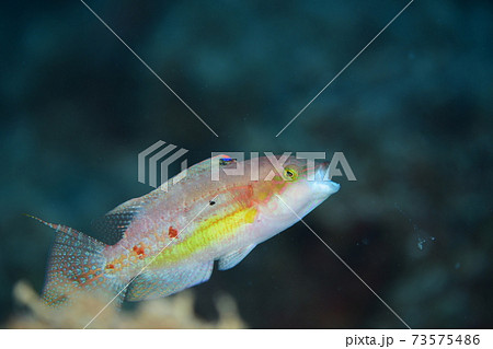 タコベラ タコベラ 73575486