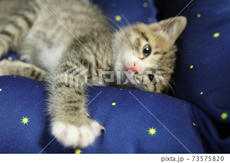 クッションでくつろぐ子猫 73575820
