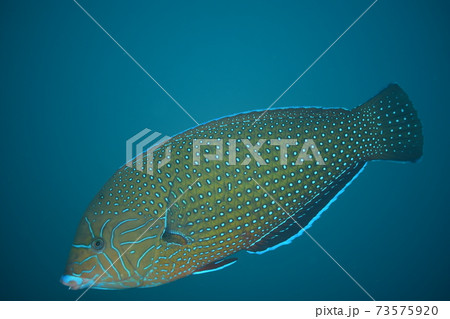 ブチススキベラ ブチススキベラ 73575920