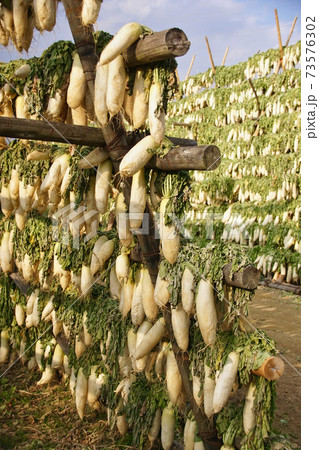 大根の天日干し　和歌山県御坊市 73576302