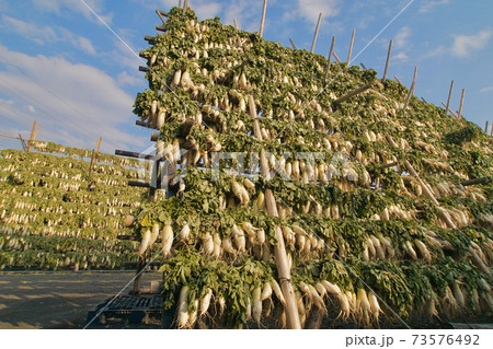 大根の天日干し　和歌山県御坊市 73576492