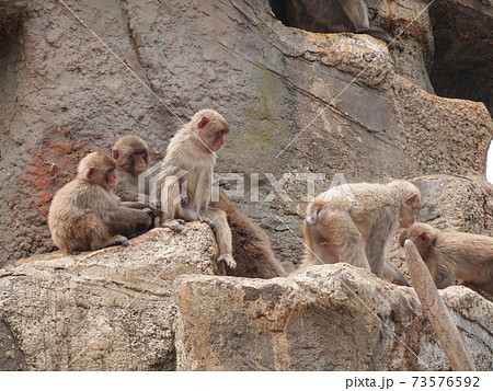 動物たち 73576592