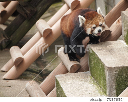 動物たち 73576594