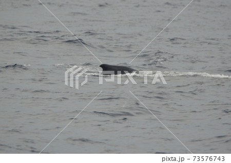 ザトウクジラ(慶良間諸島 近海/沖縄県) ザトウクジラ(慶良間諸島 近海/沖縄県) 73576743