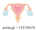 子宮のイラスト 73576970