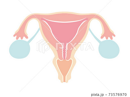 子宮のイラスト 子宮のイラスト 73576970
