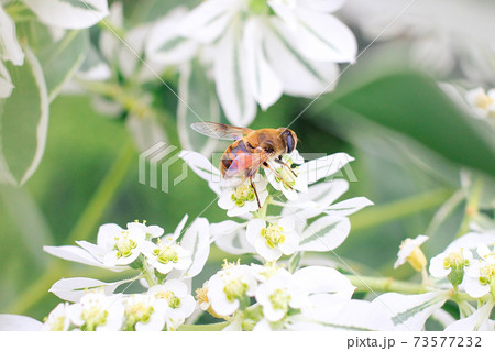 Little bee sitting on a white flower. 73577232