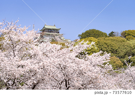 小牧山と小牧城と桜　遠景 73577610