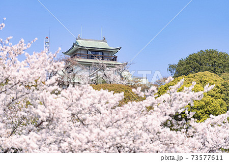 小牧山と小牧城と桜 遠景 小牧山と小牧城と桜 遠景 73577611