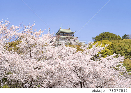 小牧山と小牧城と桜 遠景 小牧山と小牧城と桜 遠景 73577612