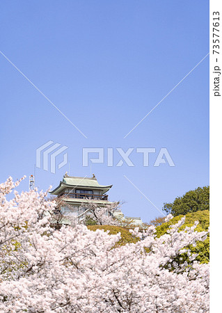 小牧山と小牧城と桜 遠景 小牧山と小牧城と桜 遠景 73577613