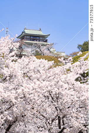 小牧山と小牧城と桜　遠景 73577615