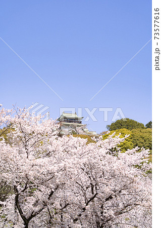 小牧山と小牧城と桜 遠景 小牧山と小牧城と桜 遠景 73577616