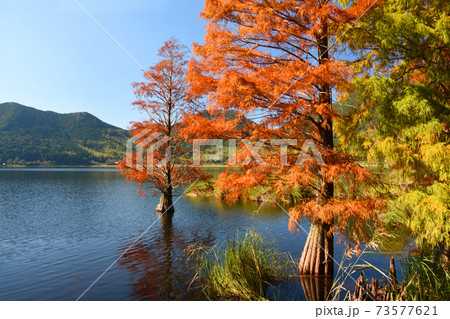鹿児島県・藺牟田池のラクウショウの紅葉 鹿児島県・藺牟田池のラクウショウの紅葉 73577621