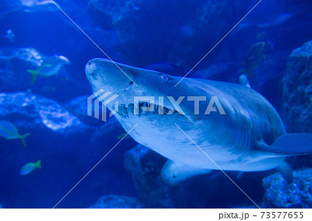 サメ 鮫 の画像素材 ピクスタ