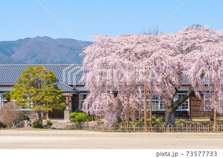 杵原学校（春）：長野県飯田市 73577733