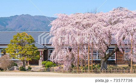 杵原学校（春）：長野県飯田市 73577736