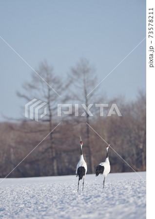 丹頂鶴の鳴き交わし（北海道・鶴居） 73578211