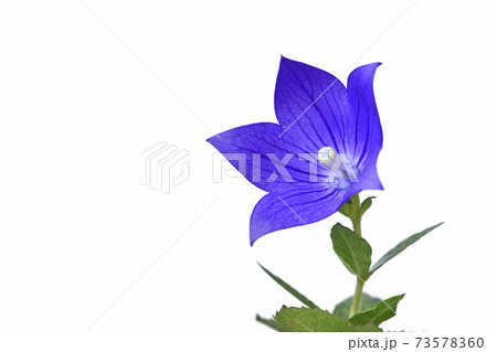 桔梗の花 　秋の七草のひとつ　（fix撮影） 73578360