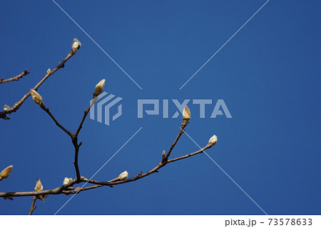 ハクモクレンの芽 ハクモクレンの芽 73578633