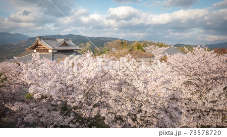 京都府 将軍塚青龍殿 桜 73578720