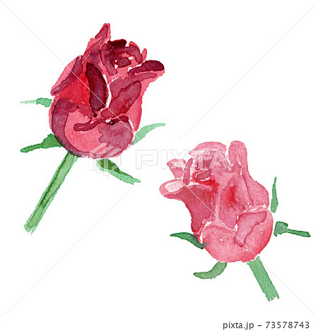 赤いバラの花の水彩イラストのイラスト素材