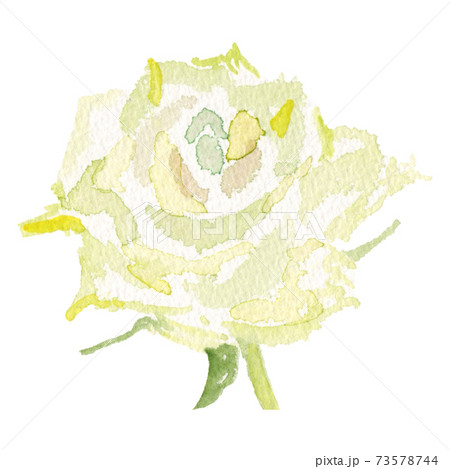 白いバラの花の水彩イラストのイラスト素材