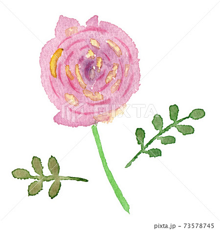 手描きのピンク色のバラの花の水彩イラストのイラスト素材