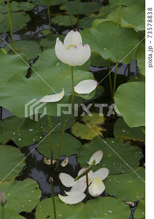 奈良県の藤原京にある蓮池の蓮の花が散っています の写真素材 7357