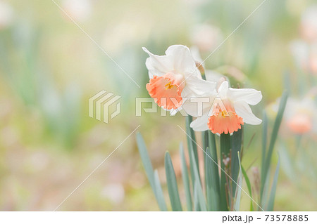 野原に咲く白とオレンジ色のスイセンの花の写真素材