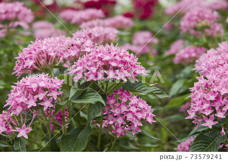 公園の花壇にペンタスの花が咲いています 学名はpentas Lanceolataです の写真素材