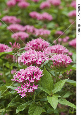 公園の花壇にピンク色のペンタスの花が咲いています 学名はpentas Lanceolataです の写真素材