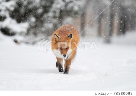 雪の日の森を歩くキタキツネ 73580095