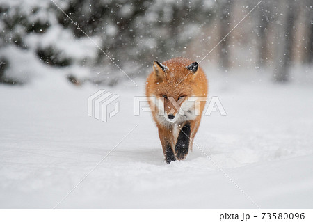 雪の日の森を歩くキタキツネ 雪の日の森を歩くキタキツネ 73580096